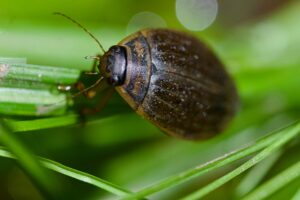 BEETLES