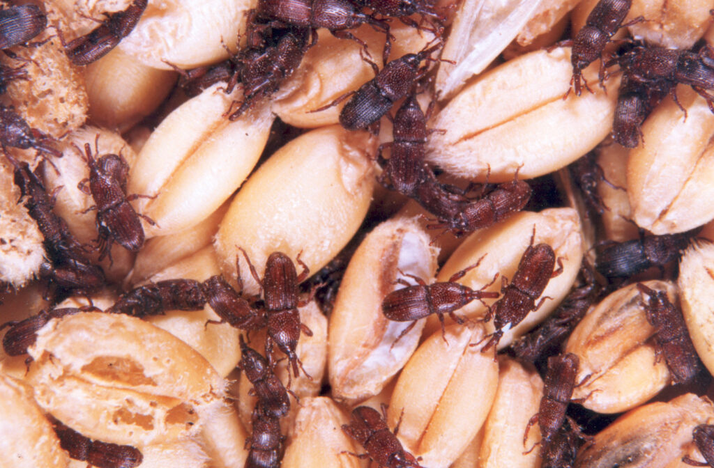 WEEVILS close up