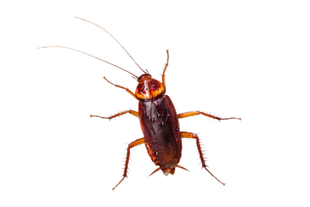 COCKROACHES close up