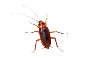 COCKROACHES