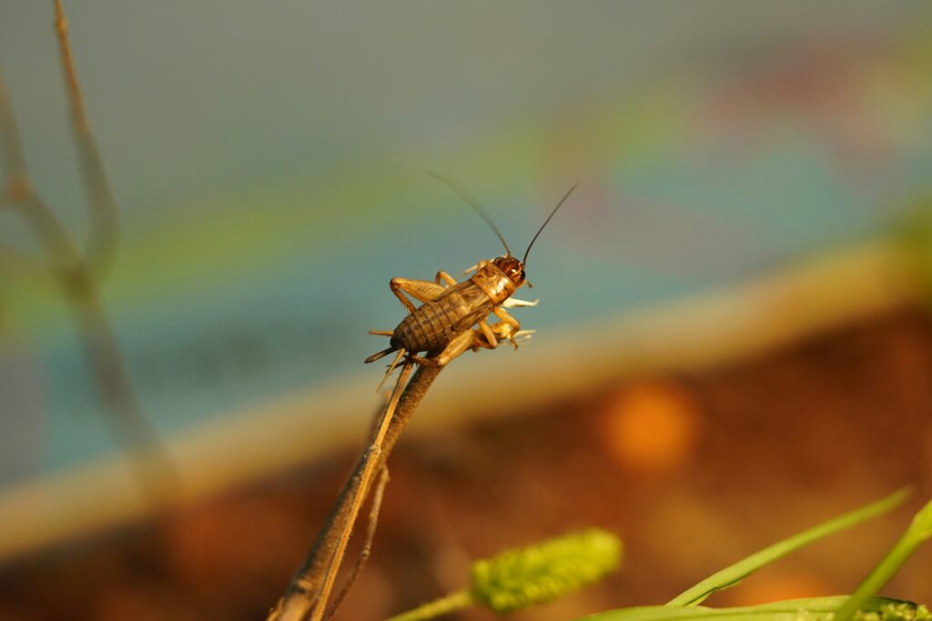 CRICKETS close up