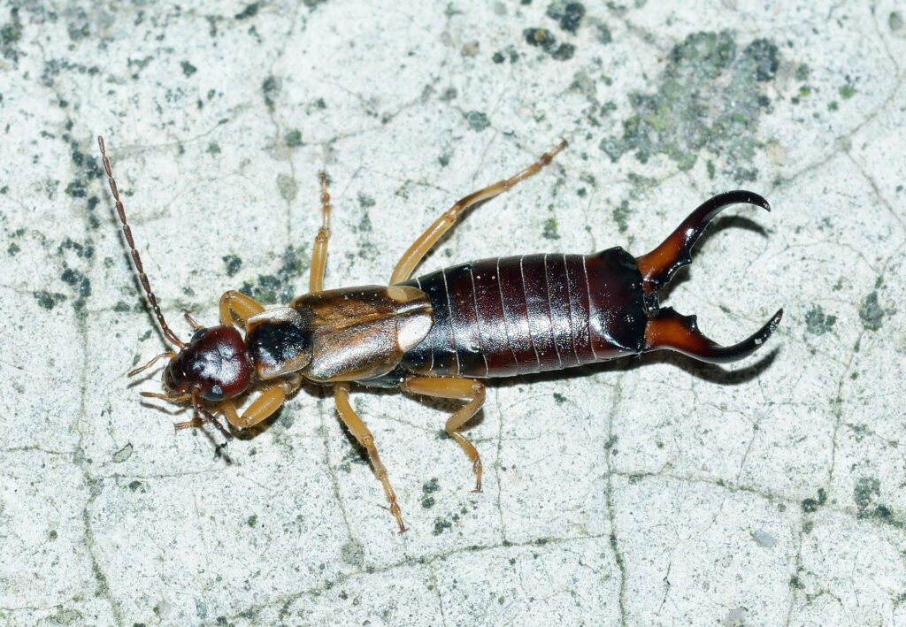 EARWIGS close up