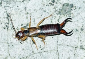 EARWIGS