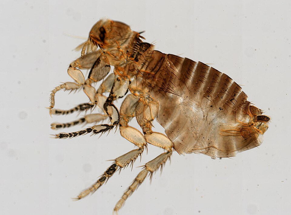 FLEAS close up