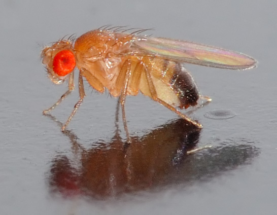 FRUIT FLIES close up