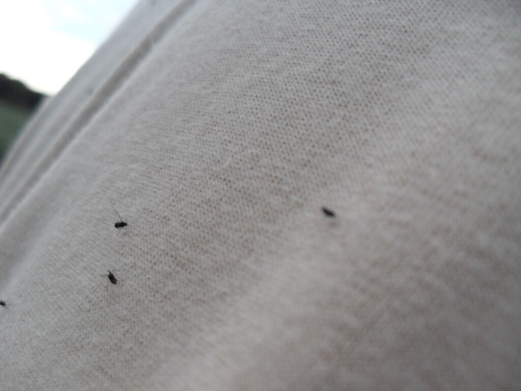 GNATS close up