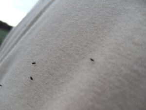 GNATS