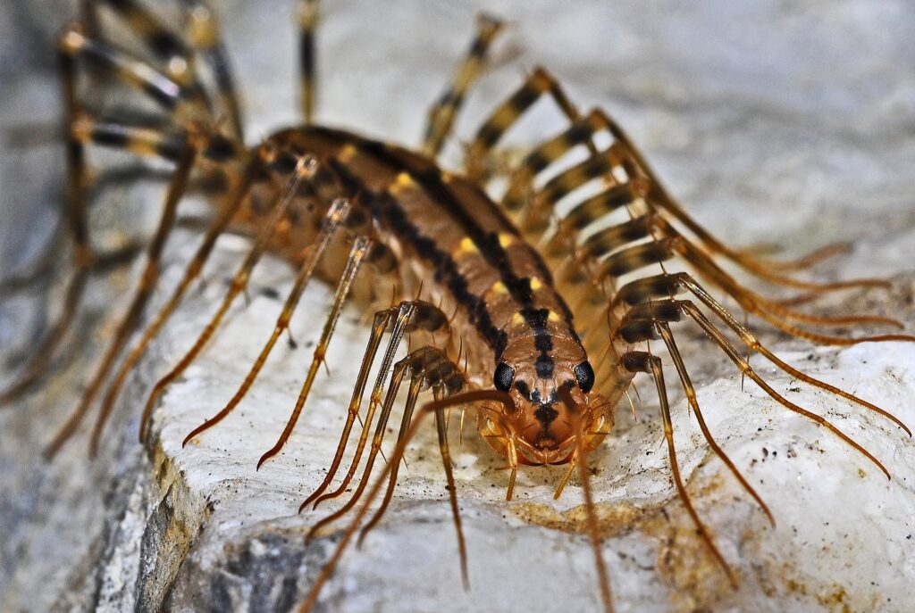 CENTIPEDES close up