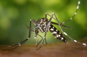 MOSQUITOES