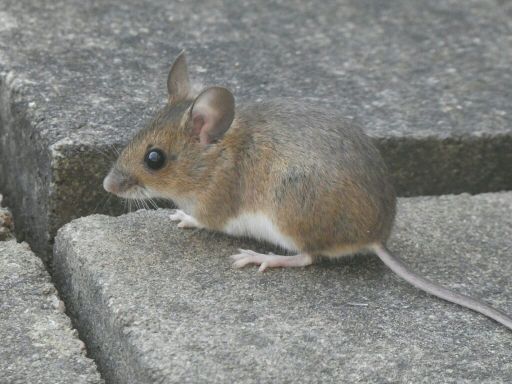 MICE close up