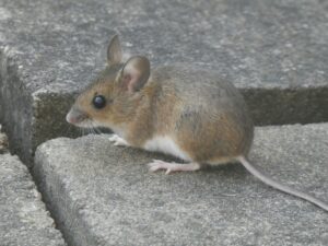 MICE