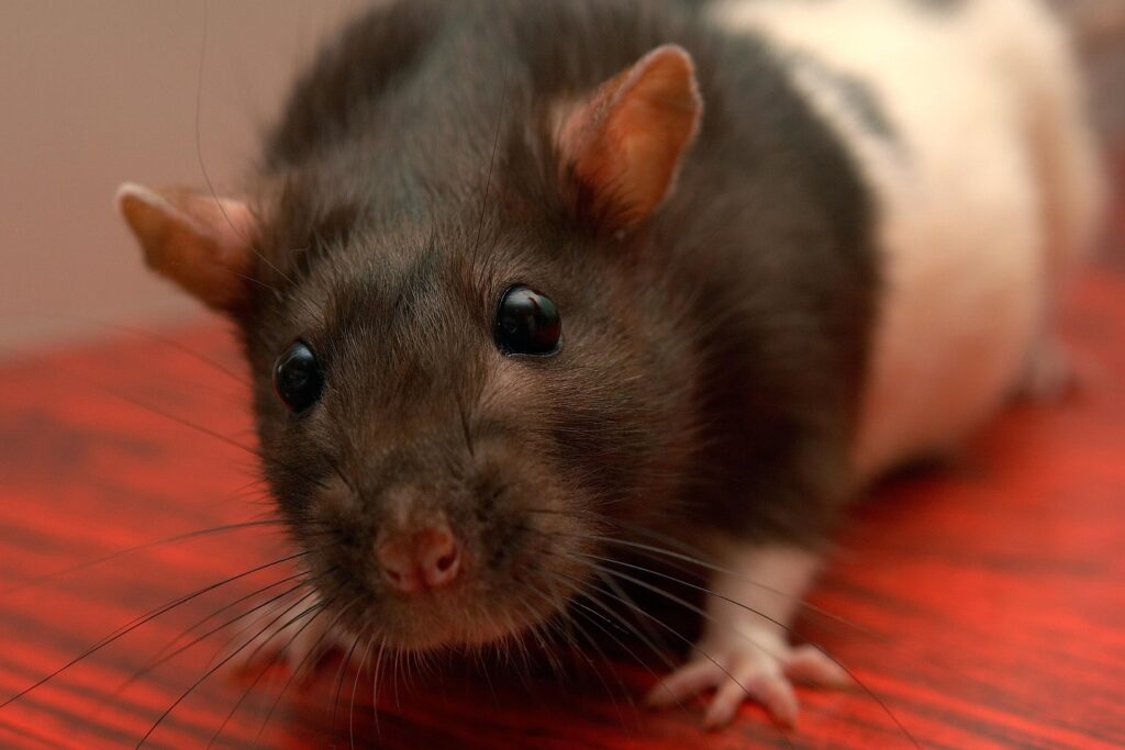 RATS close up