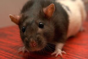 RATS