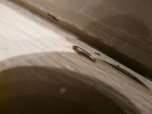 SILVERFISH