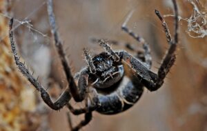 SPIDERS