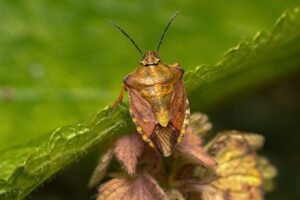 STINK BUGS