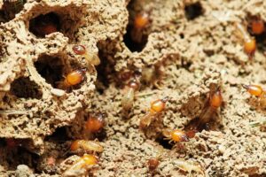 TERMITES