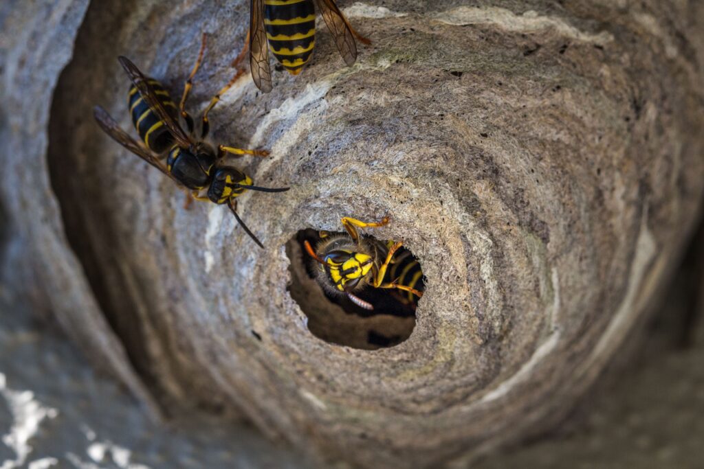 WASPS close up