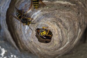 WASPS