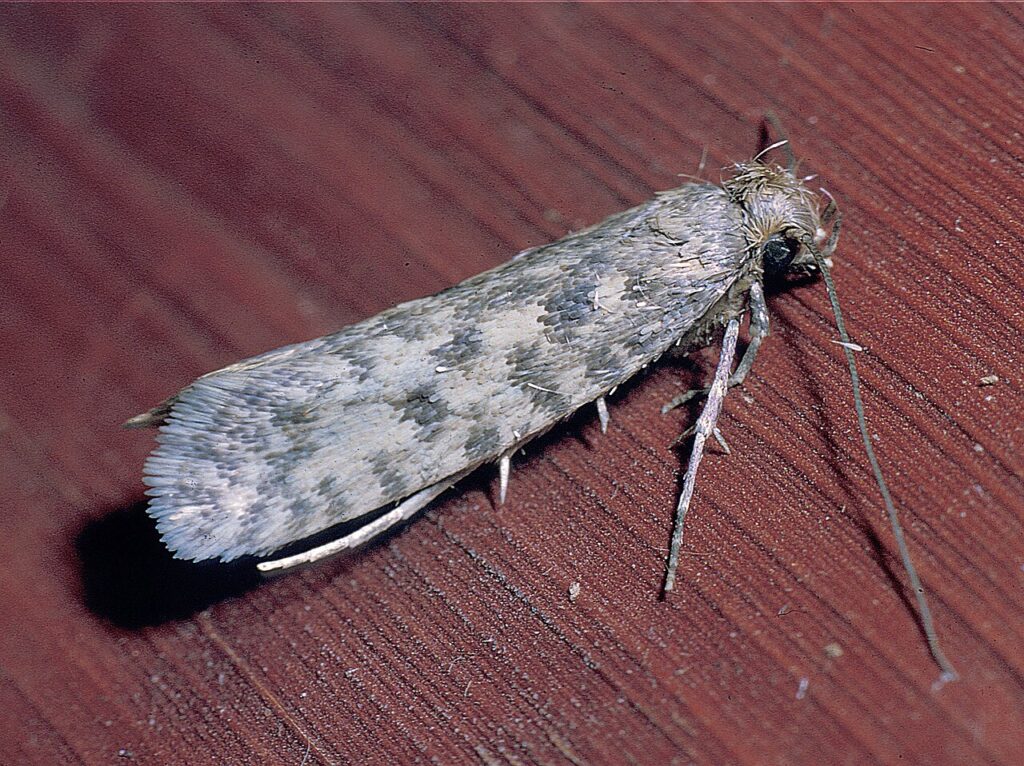 CLOTHES MOTHS close up