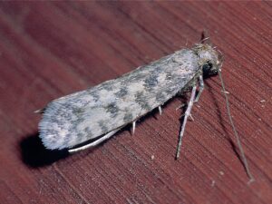 CLOTHES MOTHS close up