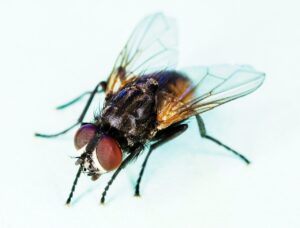 HOUSEFLIES close up